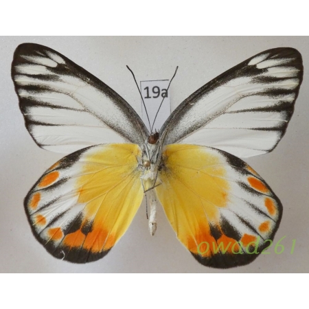 Delias periboea wallacei Rothschild, 1892 Indonesia, Bali19a